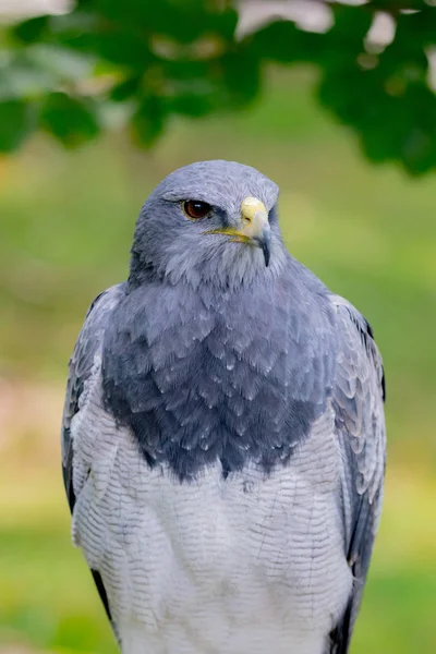 Portret van een verbazingwekkende Zuid-Amerikaanse vogel — Stockfoto