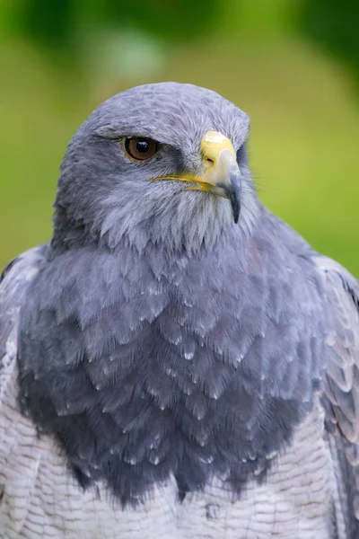 Portret van een verbazingwekkende Zuid-Amerikaanse vogel — Stockfoto