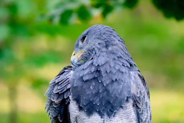 Porträt eines erstaunlichen südamerikanischen Vogels — Stockfoto