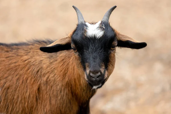 Kleine afrikanische Ziege — Stockfoto