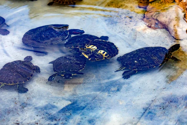 Family of turtles taking a bath — 图库照片
