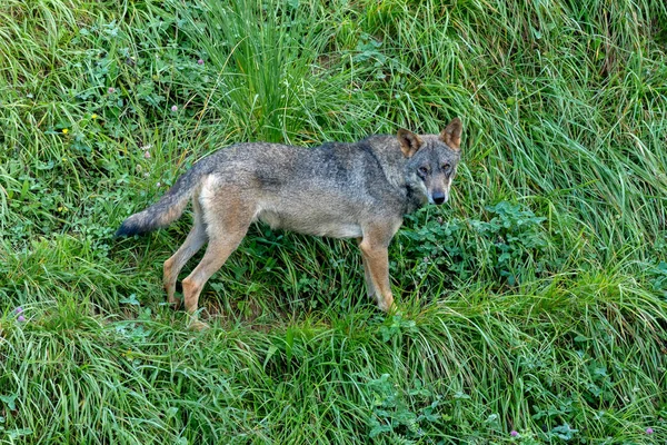 Spaanse wolf in de berg — Stockfoto