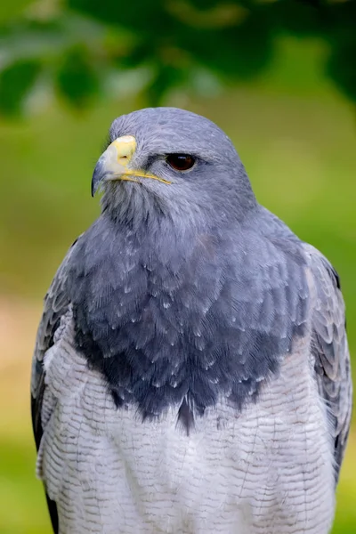 Portret van een verbazingwekkende Zuid-Amerikaanse vogel — Stockfoto