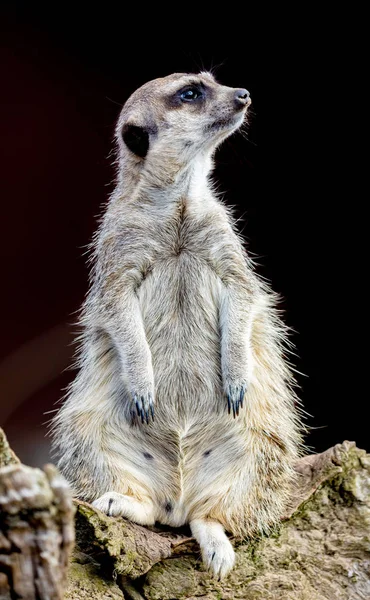 Meerkat (Suricata suricatta), also known as the suricate. — Stock Photo, Image