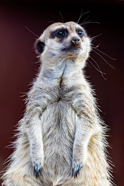 Meerkat (Suricata suricatta)도 suricate로 알려진. — 스톡 사진