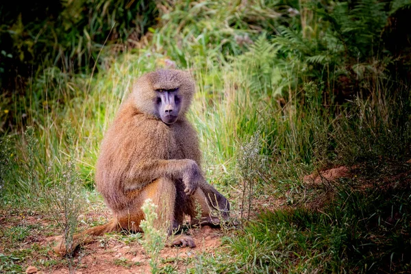 Volwassen aap in de natuur. — Stockfoto