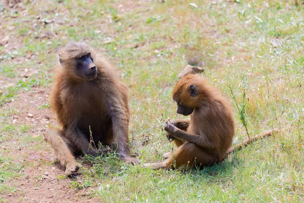 Familie van apen op het gras — Stockfoto