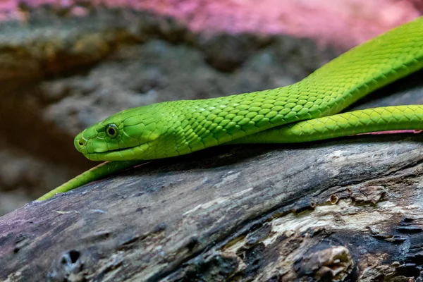 Portrait of a mortal snake — Stock Photo, Image