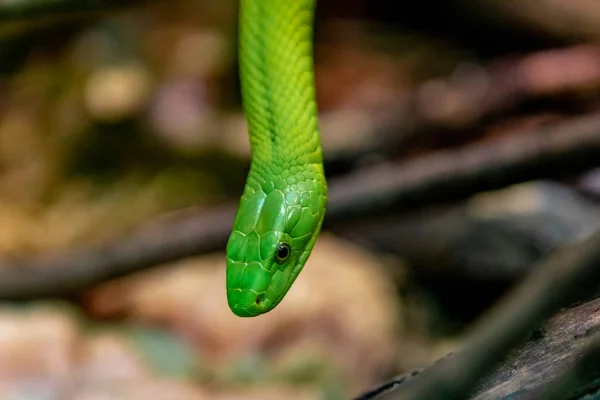 Portrait of a mortal snake — Stock Photo, Image