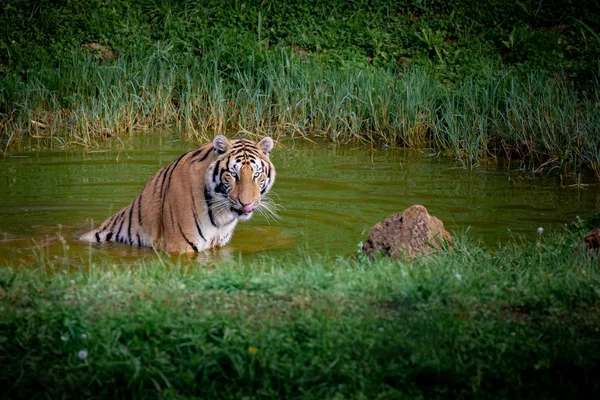 Amazing tiger taking a bath — Stock Photo, Image
