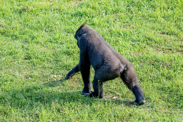 Felnőtt gorilla séta a füvön — Stock Fotó