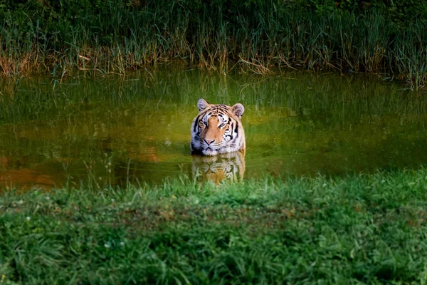 Удивительный тигр принимает ванну — стоковое фото