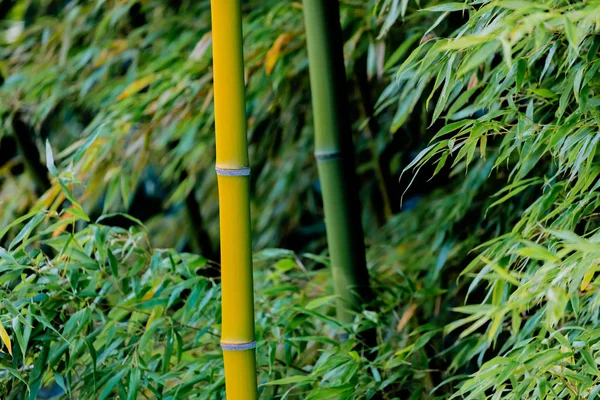 Beautiful and big bamboo — Stock Photo, Image