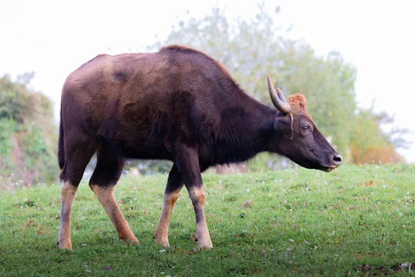 Grande gaur com incrível dói pastando — Fotografia de Stock