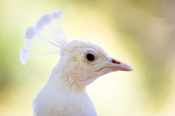 Portrait of a white peacock — Stock Photo, Image