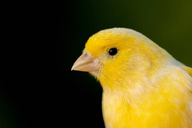 Beautiful portrait of a yellow canary  clipart