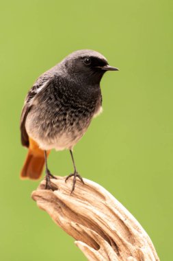 Bagajda küçük bir kuş 