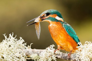 bir dal üzerinde tünemiş kingfisher