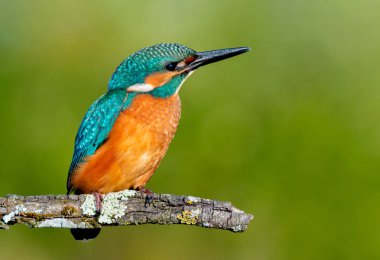 bir dal üzerinde tünemiş kingfisher