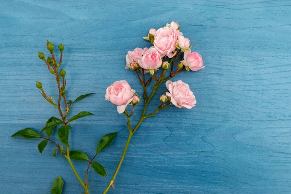 Vackra rosa blommor — Stockfoto