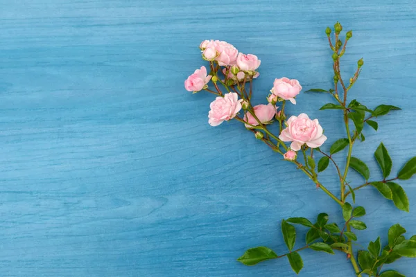 Beautiful pink flowers — Stock Photo, Image