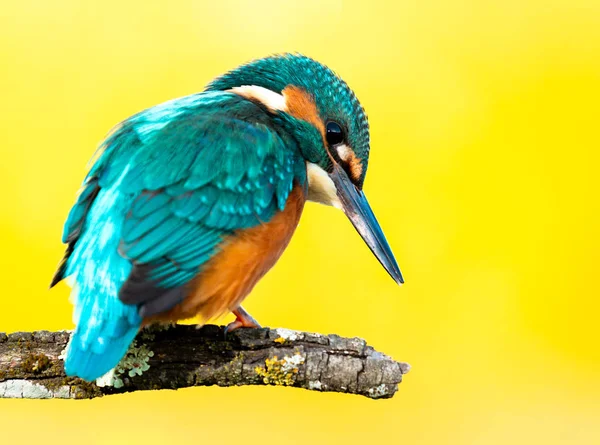 Kingfisher uppflugna på en gren — Stockfoto