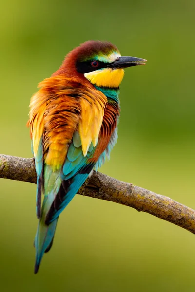 Porträtt av en färgstark fågel — Stockfoto