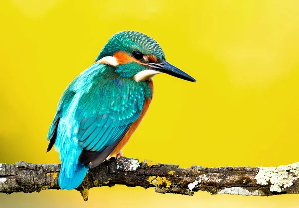 Bir dal üzerinde tünemiş kingfisher — Stok fotoğraf