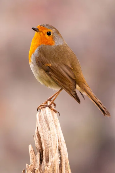 Bonito pájaro con un bonito plumaje rojo —  Fotos de Stock