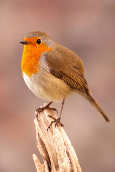 Hübscher Vogel mit einem schönen roten Gefieder — Stockfoto