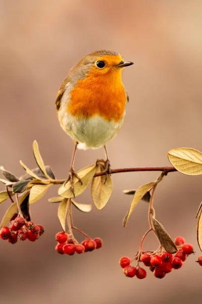 Bonito pájaro con un bonito plumaje rojo — Foto de Stock