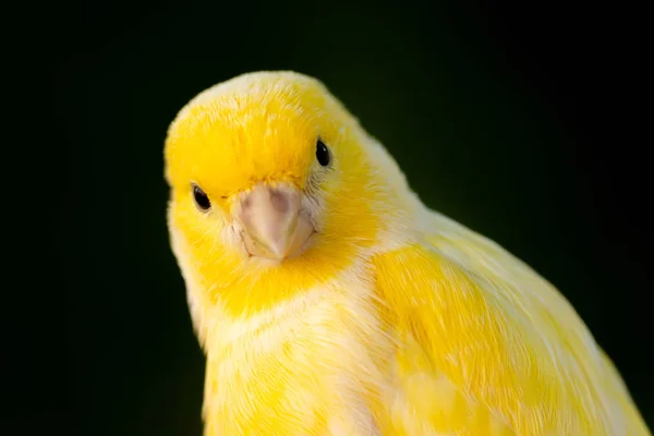 Prachtig portret van een gele kanarie — Stockfoto