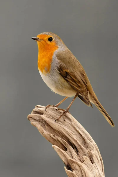 Hübscher Vogel mit einem schönen roten Gefieder — Stockfoto