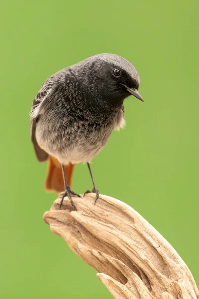 Small bird on a trunk — Stock Photo, Image