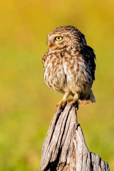 Lindo búho, pajarito con ojos grandes — Foto de Stock