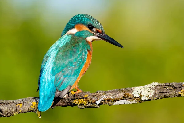 Kingfisher uppflugna på en gren — Stockfoto