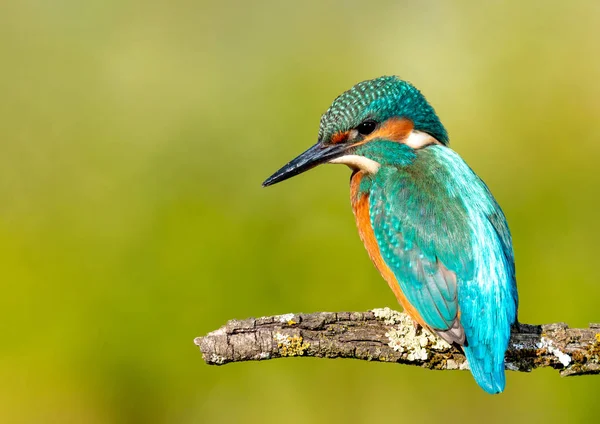 Bir dal üzerinde tünemiş kingfisher — Stok fotoğraf