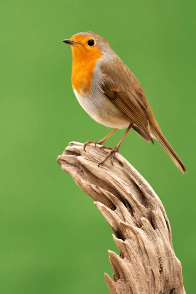 Pretty bird with a nice red plumage — Stock Photo, Image