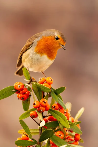 Pretty bird with a nice red plumage — Stock Photo, Image