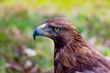 golden eagle portresi 