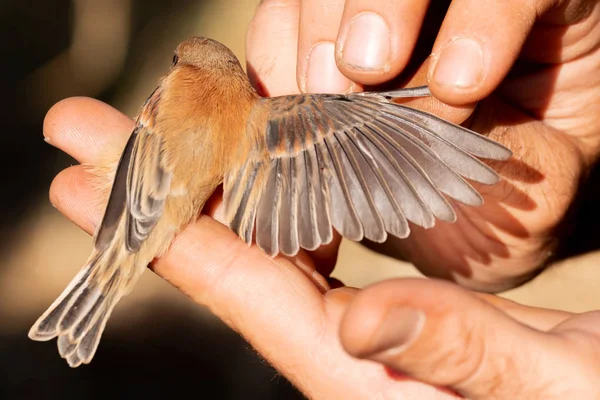 Alguien midiendo el viento de un pajarito — Foto de Stock