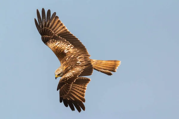 Impressionante uccello rapace in volo — Foto Stock