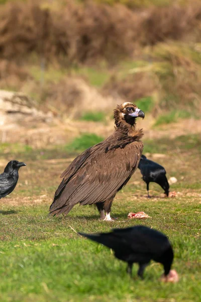 Portrait d'un grand vautour dans la nature et quelques corbeaux — Photo