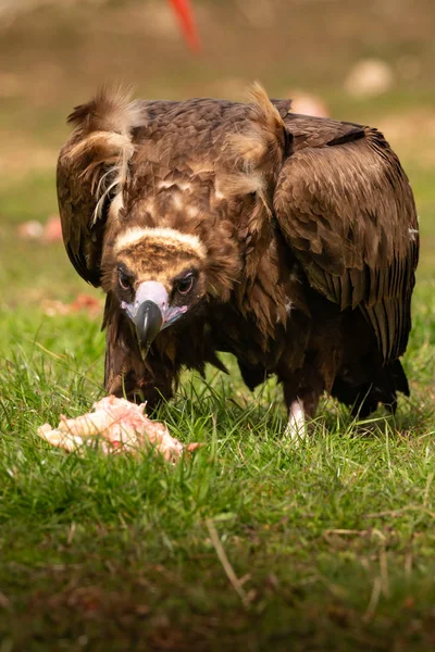 Portrait d'un vautour noir — Photo