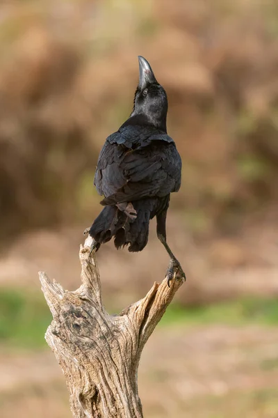 Черная ворона на сухом сундуке — стоковое фото