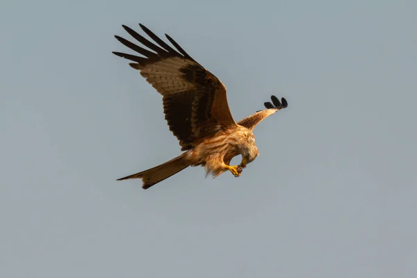 Awesome bird of prey in flight — Stock Photo, Image