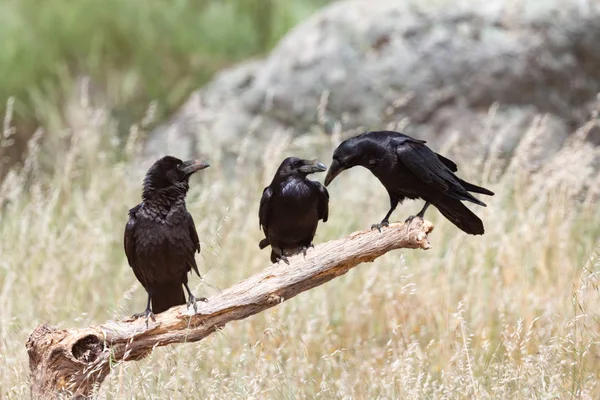 Tři černé vrány na suché větvi — Stock fotografie