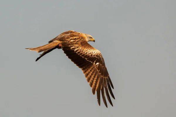 Impressionante uccello rapace in volo — Foto Stock
