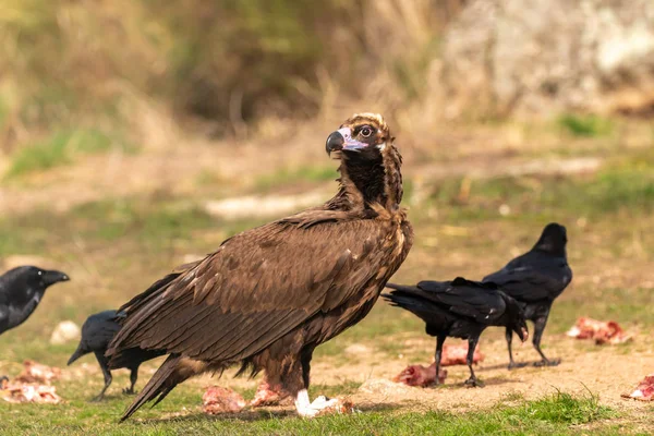 Retrato Gran Buitre Naturaleza Con Algunos Cuervos — Foto de Stock