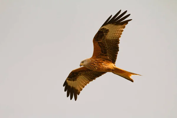素晴らしい背景の空と飛行中の猛禽 — ストック写真
